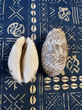 CAURI MAURITIA HISTRIO