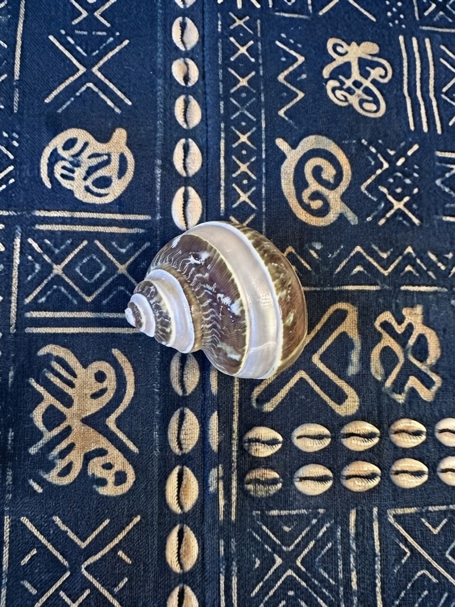 CARACOL MARINO TURBO