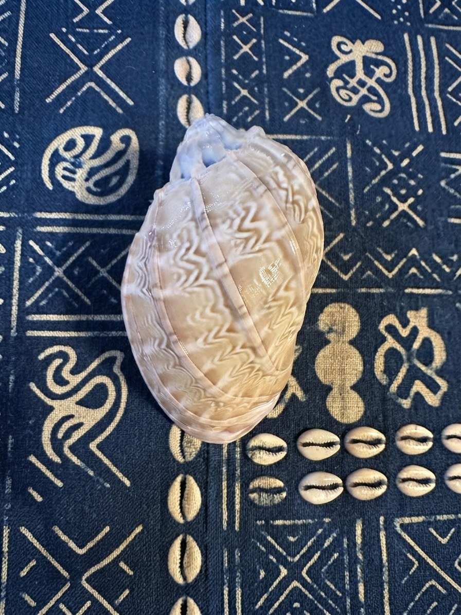 CARACOL ARPA