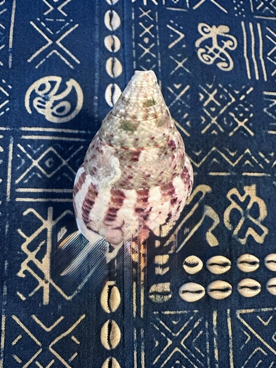 CARACOL STRAWBERRY TROCHUS