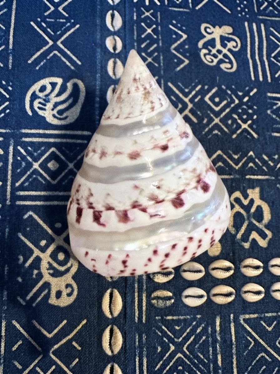 CARACOL STRAWBERRY TROCHUS