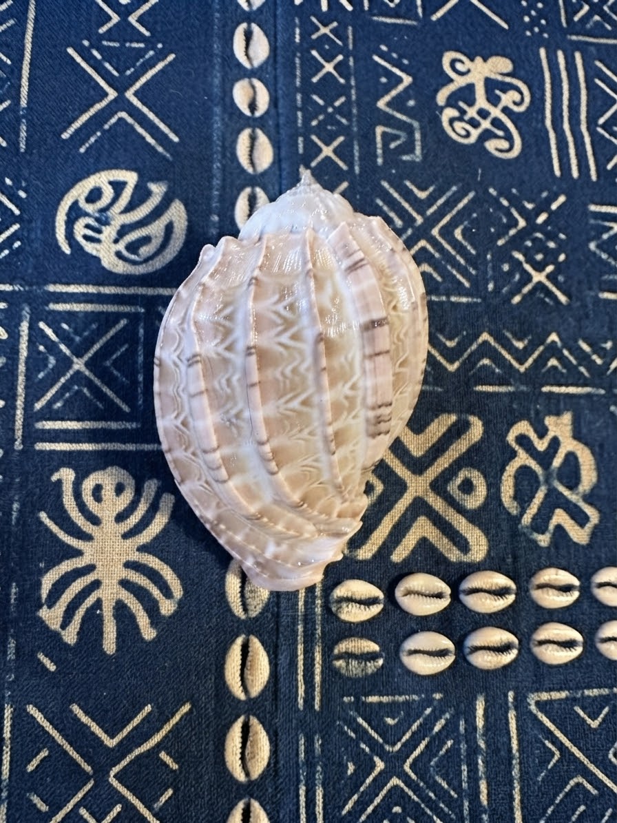 CARACOL ARPA